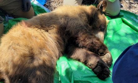 Juvenile Brown Bear safely captured in Paso Robles