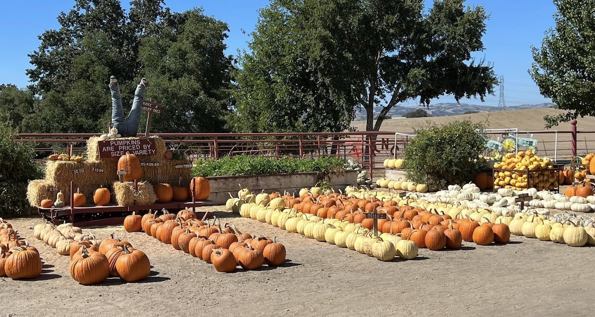 Celebrate Fall in North County