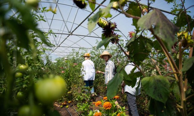 SLO County Farm Trail swings open gates for Open Farm Day Fundraiser 