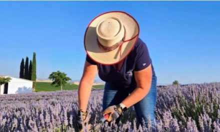 Hambly Farms bids farewell to lavender U-pick season while unveiling new lavender oil