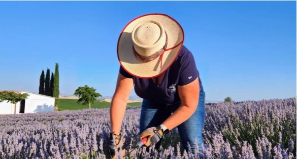 Hambly Farms bids farewell to lavender U-pick season while unveiling new lavender oil