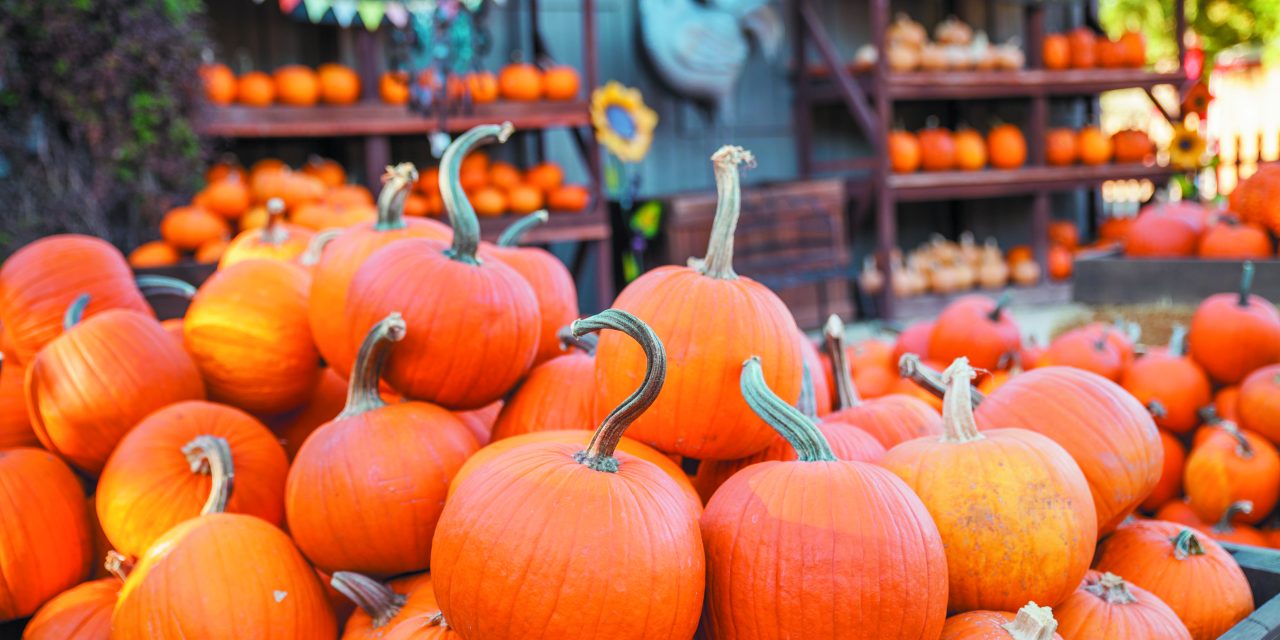 Carving out spooky fun with your local pumpkin patches