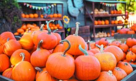 Carving out spooky fun with your local pumpkin patches