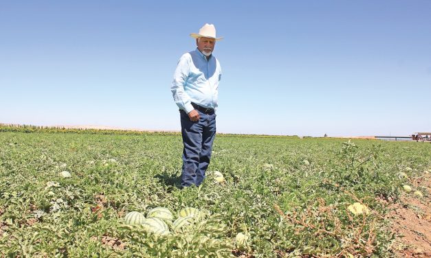 Melon growers hail crop despite its delay