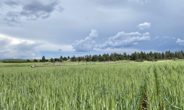 Farmers see impacts of wet winter in state wheat yields