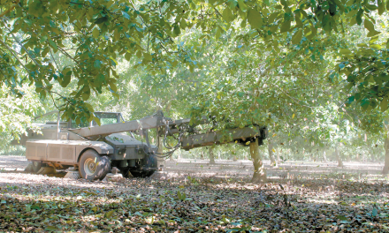 Growers look to higher prices for walnuts