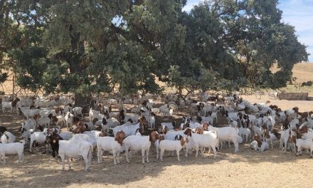 Miller Moth Ranch anticipates 150 newborn goats, invites visitors for educational tours