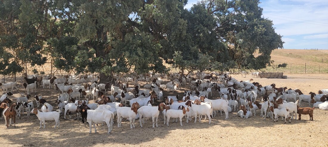 Miller Moth Ranch anticipates 150 newborn goats, invites visitors for educational tours