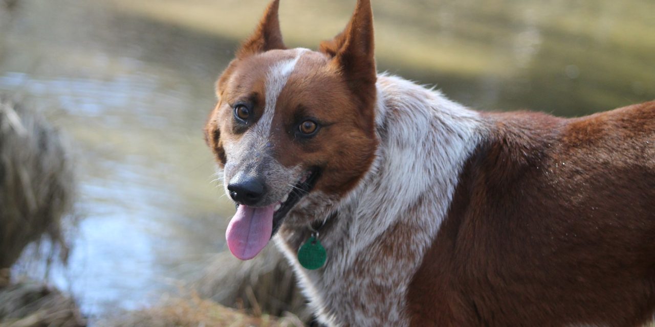 CCHDR Pet of the Week: Banjo!