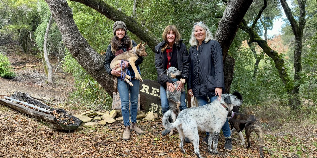 Rescuing Hope: Central Coast Herding Dog Rescue saves thousands since 2007