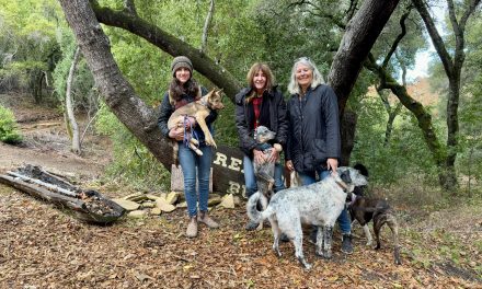 Rescuing Hope: Central Coast Herding Dog Rescue saves thousands since 2007