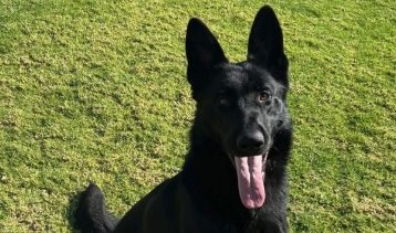 Paso Robles Police Department introduces new K9 officer Griff to patrol force