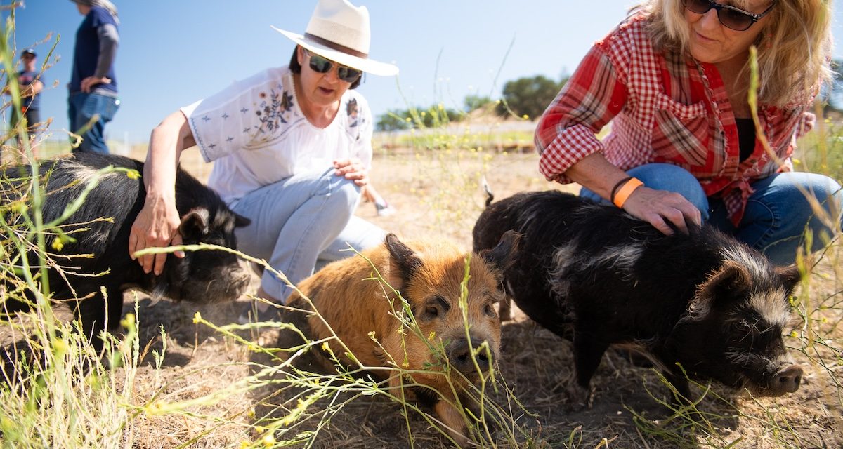 Open Farm Days celebrates local agriculture with record turnout across SLO County