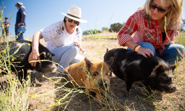 Open Farm Days celebrates local agriculture with record turnout across SLO County
