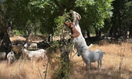 Paso Robles completes grazing firebreaks to reduce wildfire risk