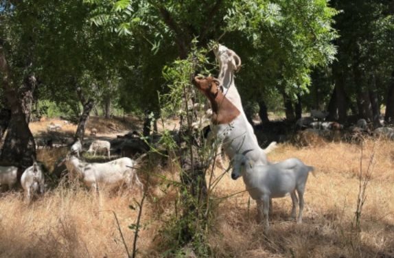 Paso Robles completes grazing firebreaks to reduce wildfire risk