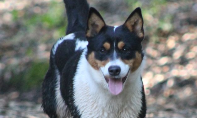 CCHDR Pet of the Week: Shasta!