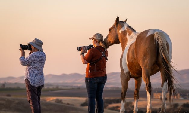 Equine photography workshop to benefit nonprofit