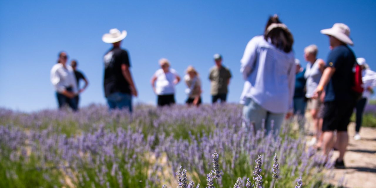 Experience the bloom at Hambly Lavender Farms