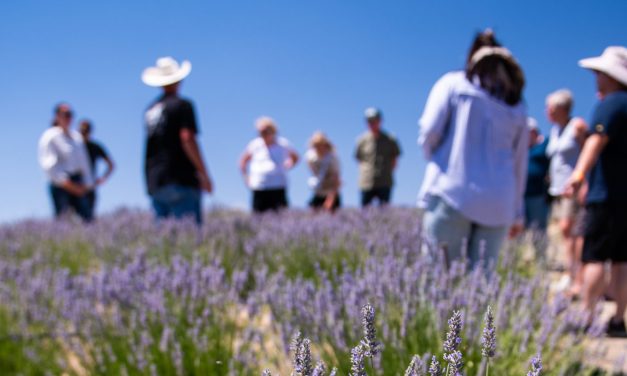 Experience the bloom at Hambly Lavender Farms