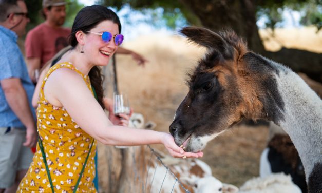 Community connects with local agriculture at FARMstead ED Open Farm Days