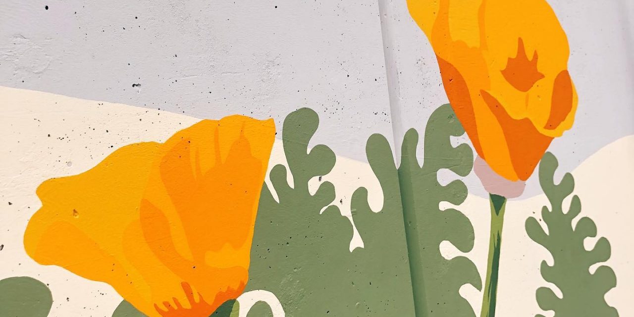 Poppy Illustration — amy mckay artist