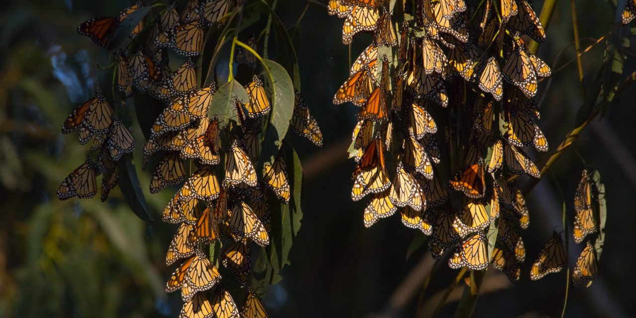 It’s Not Just the Bees, Butterflies are Disappearing Too