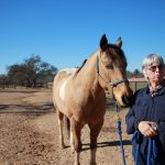 Local Nonprofit Offers Life Coaching with Horses 