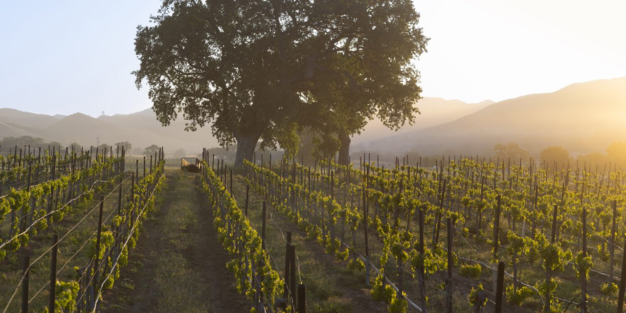A Mid-Summer Snapshot of Paso Robles Wine Country