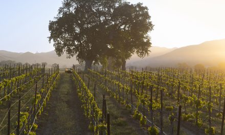 A Mid-Summer Snapshot of Paso Robles Wine Country