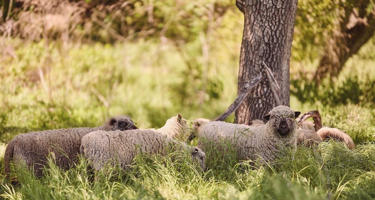 Hope Family Wines creates a buzz with beekeeping and regenerative farming