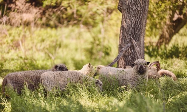 Hope Family Wines creates a buzz with beekeeping and regenerative farming