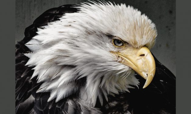 America’s Bald Eagle Population Continues to Soar