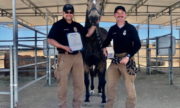 Vandenberg Horse Finds New Home at Redwings Sanctuary