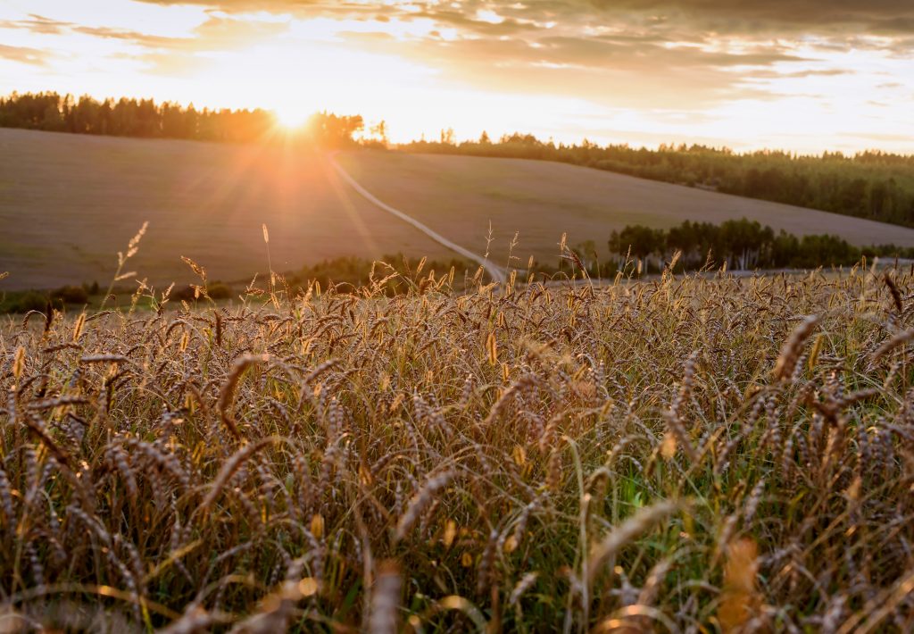 The Western Drought and the Food Supply • Paso Robles Press