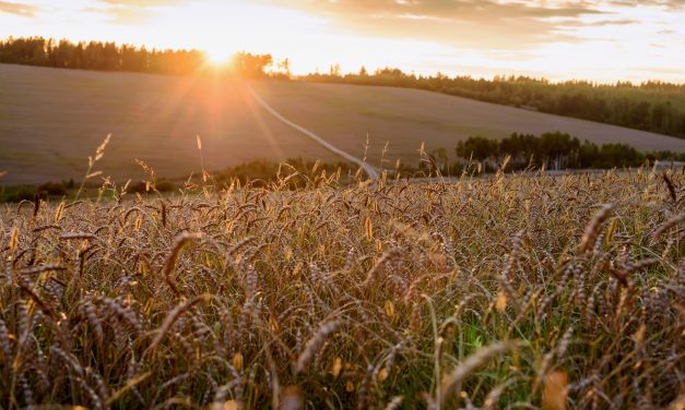 California Farmers Preparing for State Water Curtailment Orders