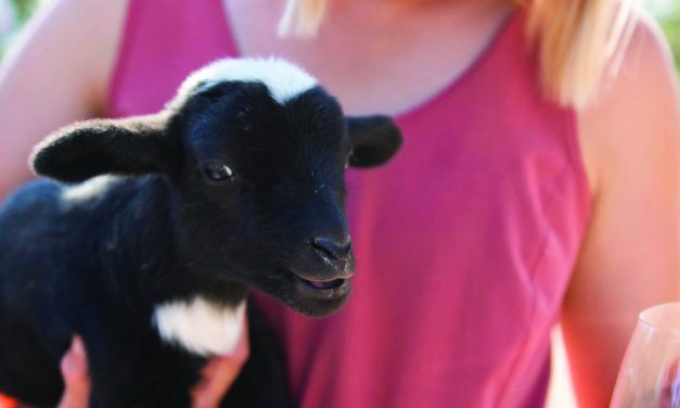 SLO County’s Open Farm Days Returns for 5th Year of AgriCULTURAL Adventure