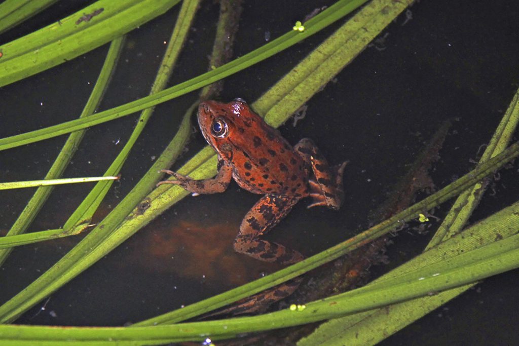 California_red-legged_frog_(Rana_draytonii)_-_Flickr_-_GregTheBusker_(1)