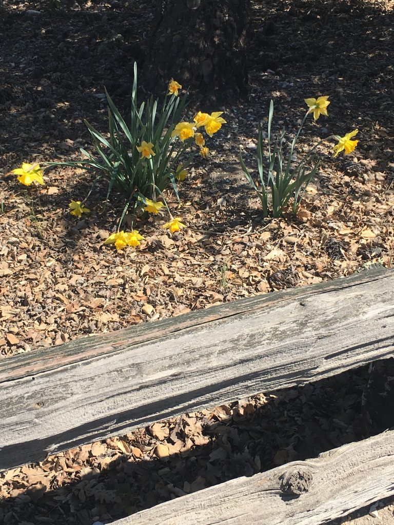 Daffodil Man Christianna Marks 4