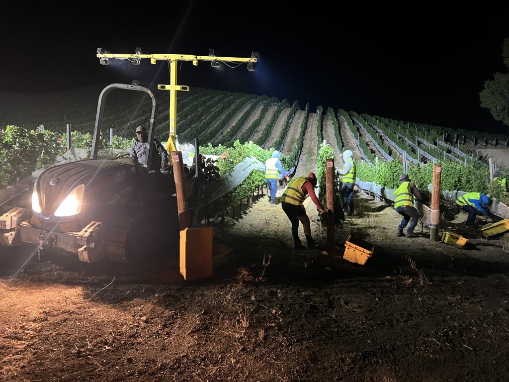 Daou harvest 23