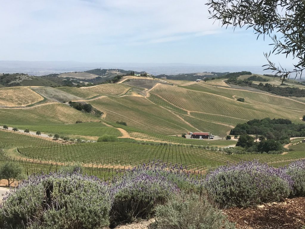 Daou vineyards 1