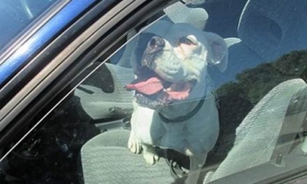 Caution: Dogs die in hot cars!