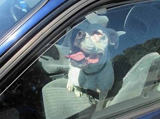 Caution: Dogs die in hot cars!