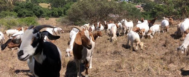 Goats, Sheep to Graze in Salinas Riverbed to Reduce Hazardous Fuels