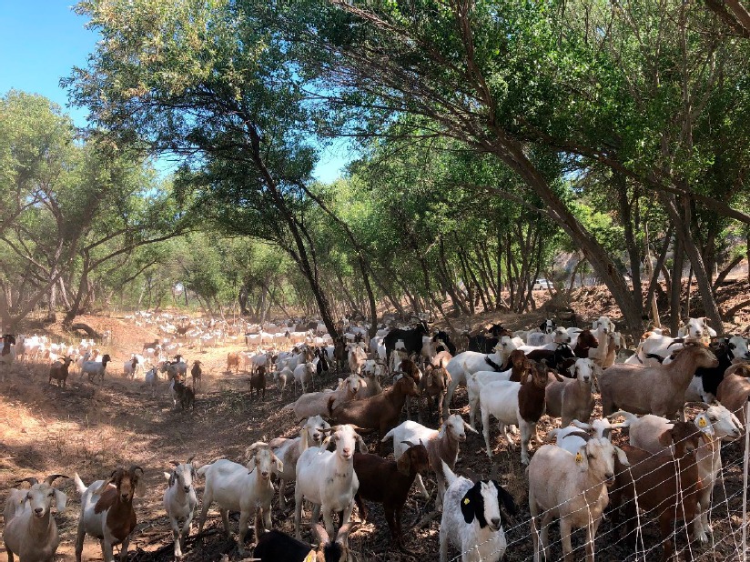 Grazing goats welcomed back to Salinas River to prevent wildfires
