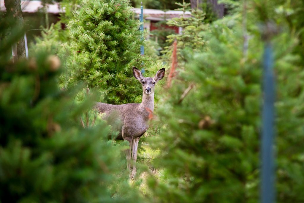 Hidden Springs Christmas Tree Farm Atascadero56