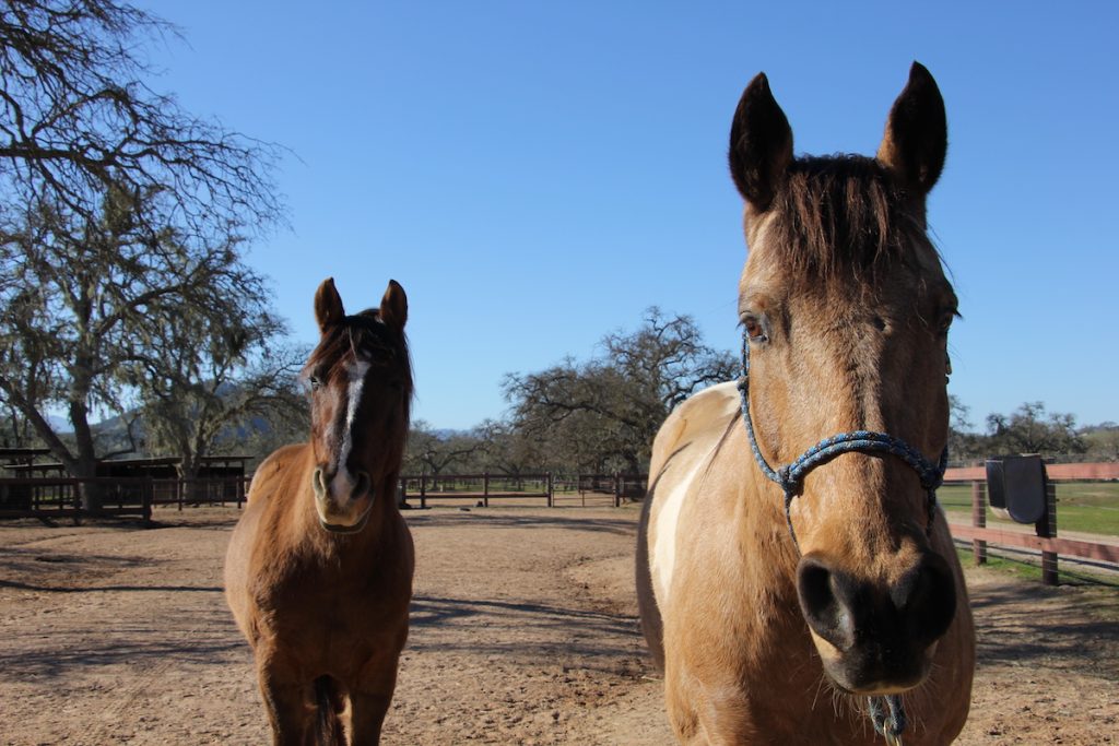 Life Coaching with Horses