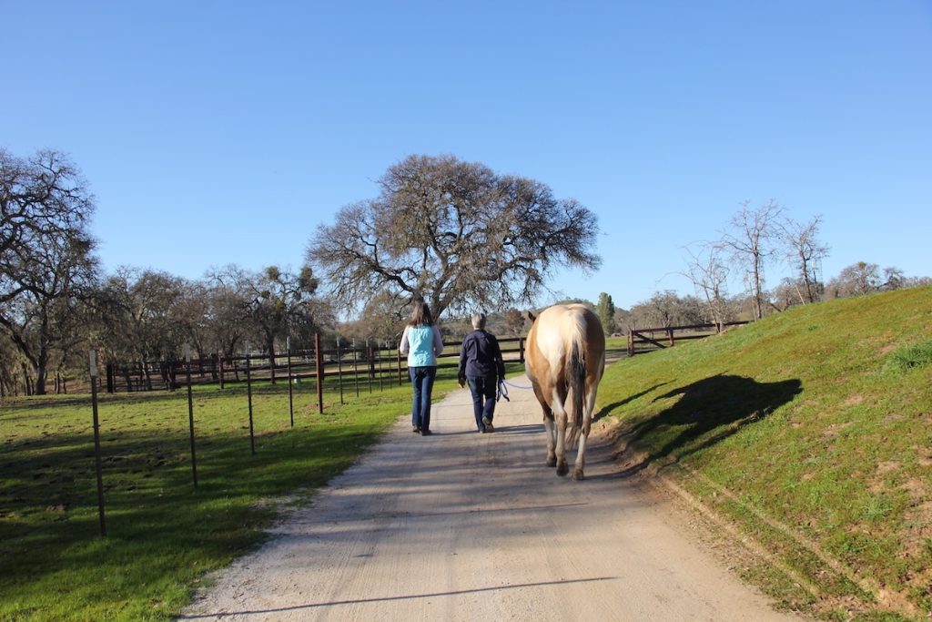 Life Coaching with Horses Camille DeVaul 1