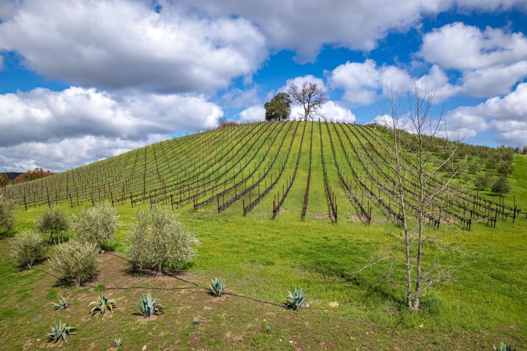 Linne Calodo estate