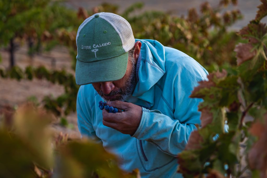 Matt Trevisan in vineyard